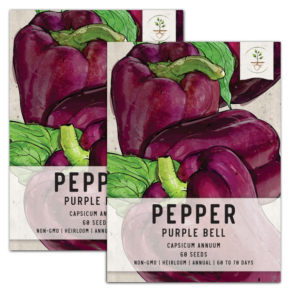 Purple Beauty Bell Pepper Seeds For Planting (Capsicum annuum)