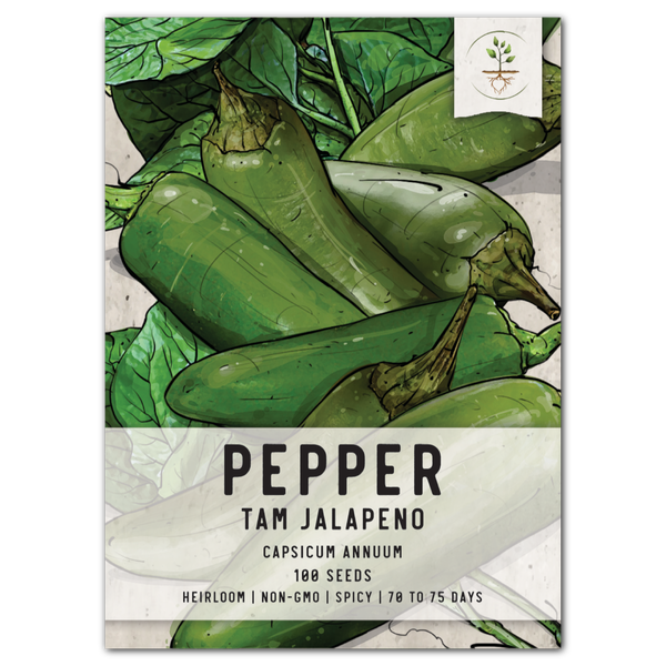 TAM jalapeño Pepper Seeds For Planting (Capsicum annuum)