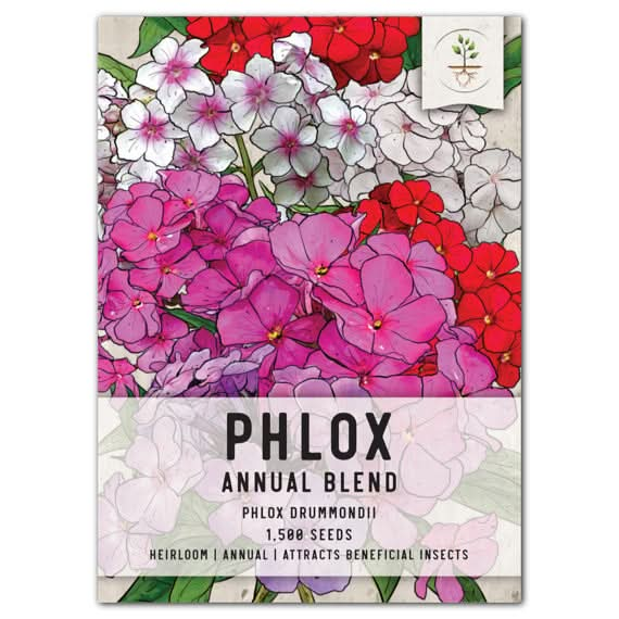 annual phlox blend seeds for planting