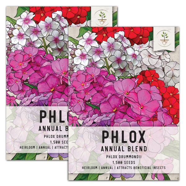 annual phlox blend seeds for planting