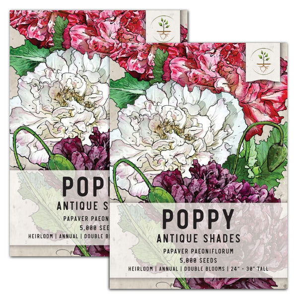 Antique Shades Peony Poppy Seeds For Planting (Papaver paeoniflorum)