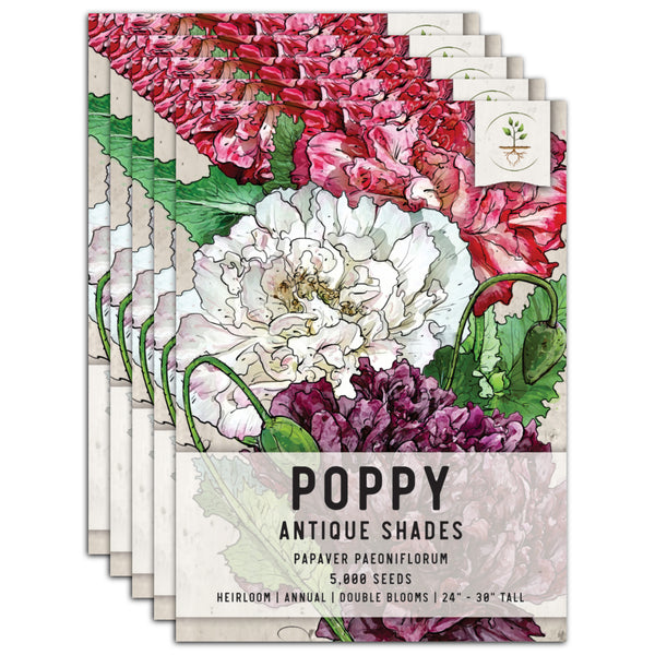 Antique Shades Peony Poppy Seeds For Planting (Papaver paeoniflorum)