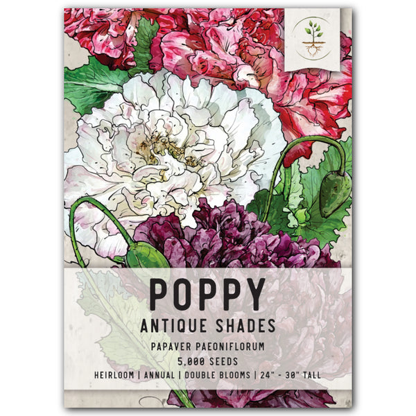 Antique Shades Peony Poppy Seeds For Planting (Papaver paeoniflorum)