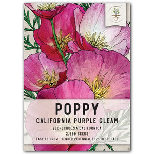 purple gleam california poppy seeds for planting