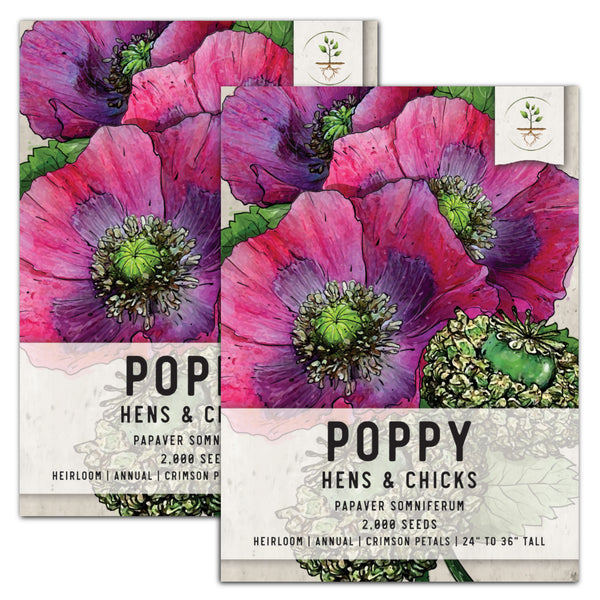 hens and chicks poppy seeds for planting