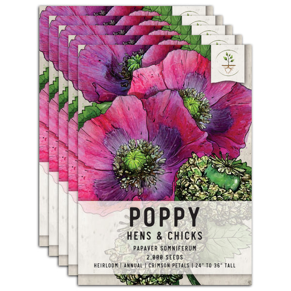 hens and chicks poppy seeds for planting