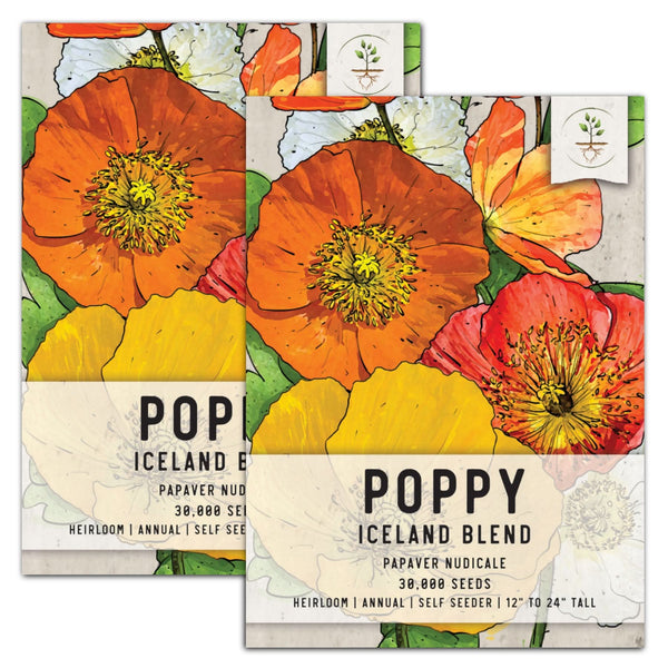 Iceland Poppy Seeds For Planting (Papaver nudicale)