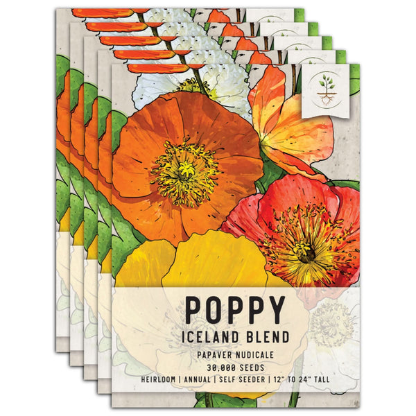 Iceland Poppy Seeds For Planting (Papaver nudicale)