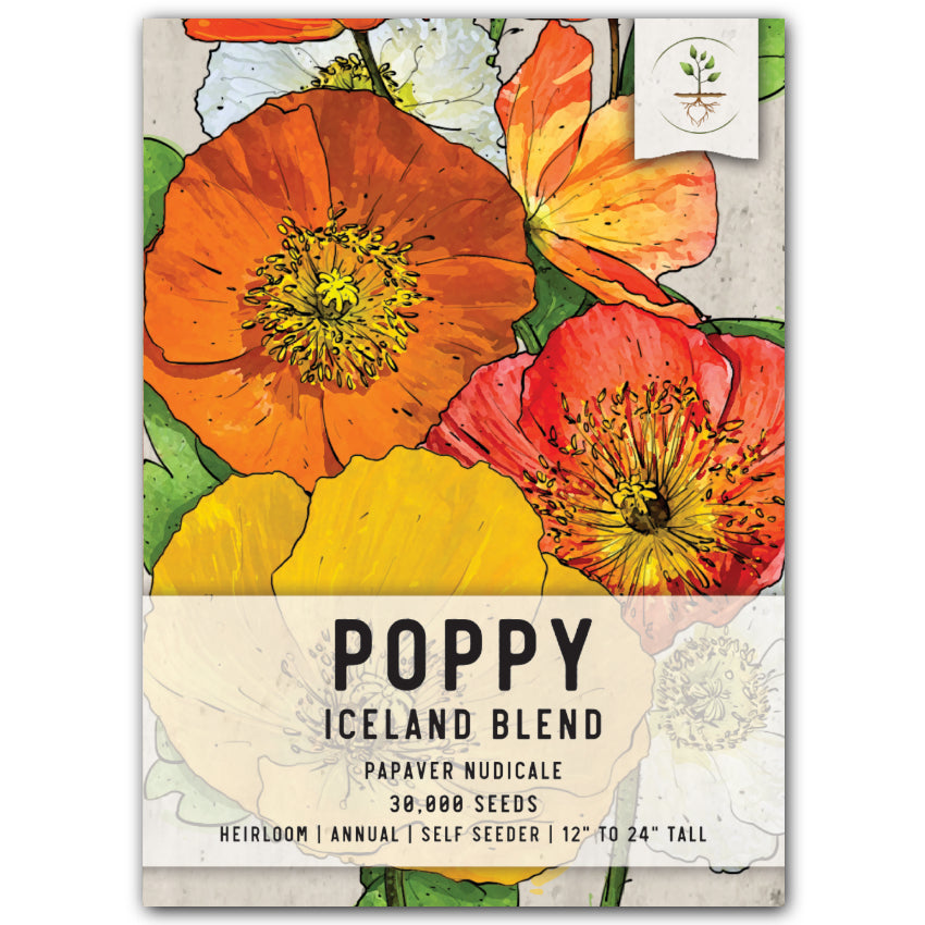 Iceland Poppy Seeds For Planting (Papaver nudicale)
