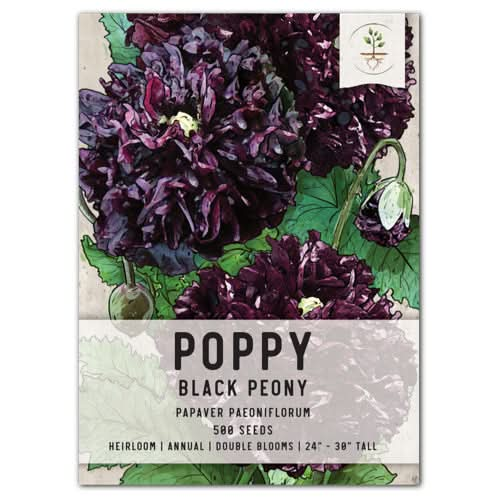 Black Peony Poppy Seeds For Planting (Papaver paeoniflorum)