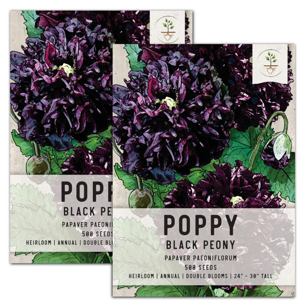 Black Peony Poppy Seeds For Planting (Papaver paeoniflorum)