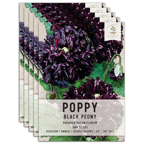 Black Peony Poppy Seeds For Planting (Papaver paeoniflorum)
