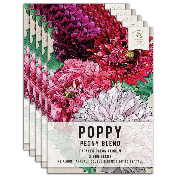 Double Blend Peony Poppy Seeds For Planting (Papaver paeoniflorum)