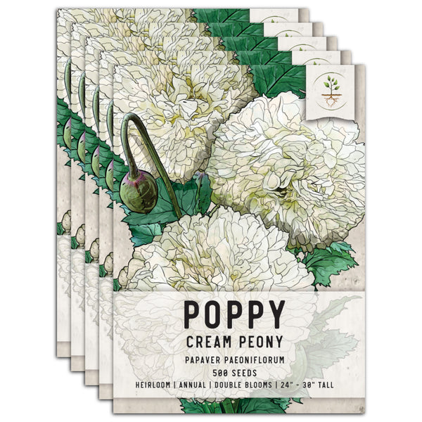 Cream Peony Poppy Seeds For Planting (Papaver paeoniflorum)