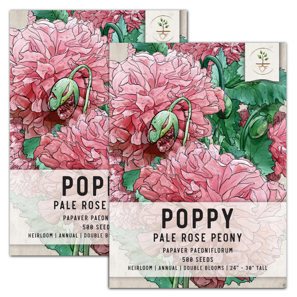Pale Rose Peony Poppy Seeds For Planting (Papaver paeoniflorum)