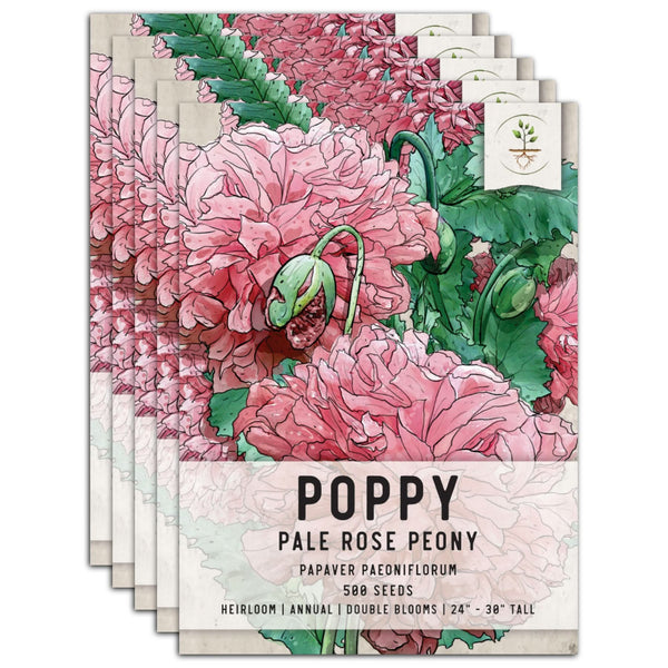 Pale Rose Peony Poppy Seeds For Planting (Papaver paeoniflorum)
