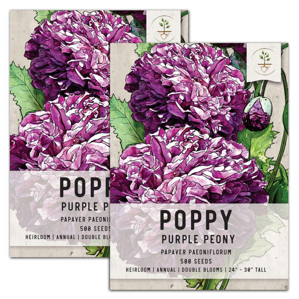 poppy seeds for planting for sale Purple Peony Poppy Seeds For Planting (Papaver paeoniflorum) – Seed Needs LLC