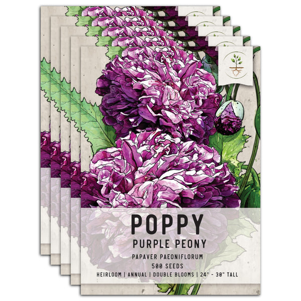 Purple Peony Poppy Seeds For Planting (Papaver paeoniflorum)