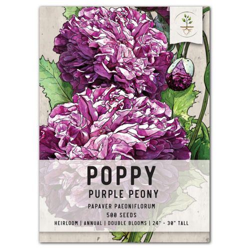 Purple Peony Poppy Seeds For Planting (Papaver paeoniflorum)