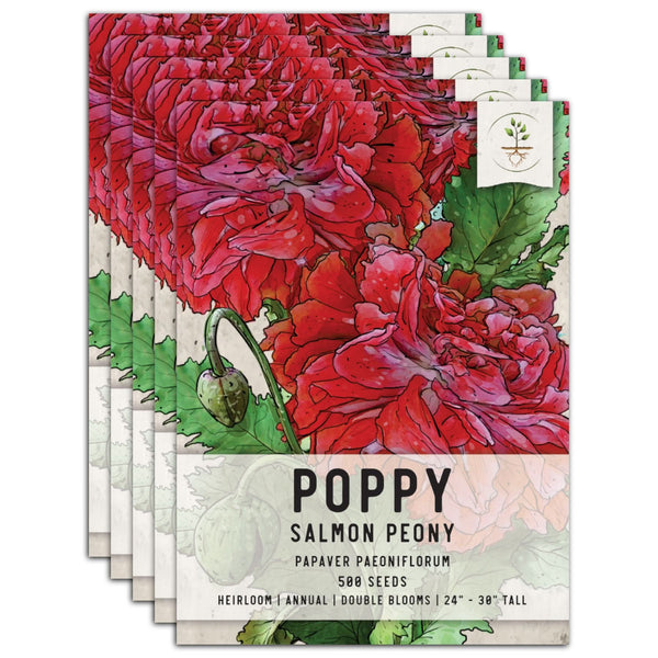 Salmon Peony Poppy Seeds For Planting (Papaver paeoniflorum)