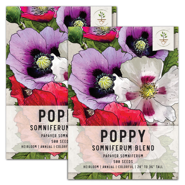 somniferum poppy seeds for planting