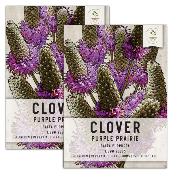 Purple Prairie Clover Seeds For Planting (Dalea purpurea)