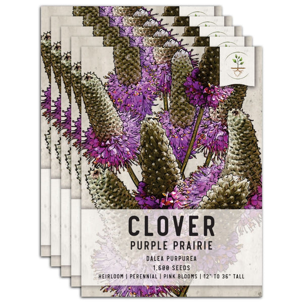 Purple Prairie Clover Seeds For Planting (Dalea purpurea)