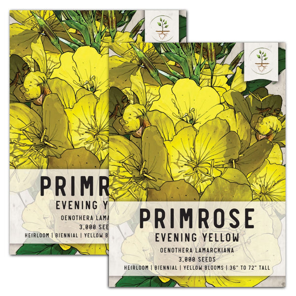 Evening Primrose Seeds For Planting (Oenothera lamarckiana)