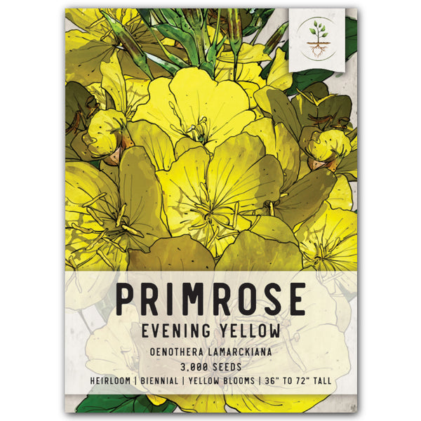 Evening Primrose Seeds For Planting (Oenothera lamarckiana)