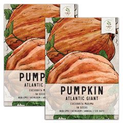 Atlantic Giant Pumpkin Seeds For Planting (Cucurbita maxima)