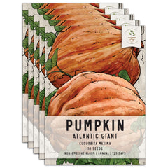 Atlantic Giant Pumpkin Seeds For Planting (Cucurbita maxima)