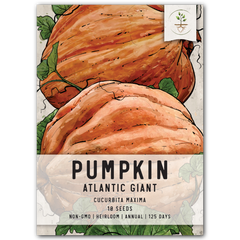 Atlantic Giant Pumpkin Seeds For Planting (Cucurbita maxima)