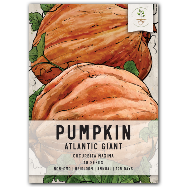 Atlantic Giant Pumpkin Seeds For Planting (Cucurbita maxima)