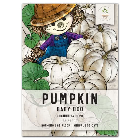 baby boo pumpkin seeds for planting