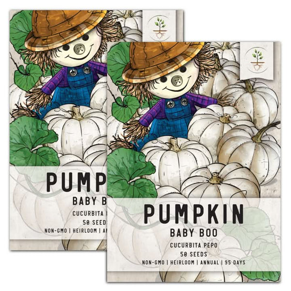 baby boo pumpkin seeds for planting