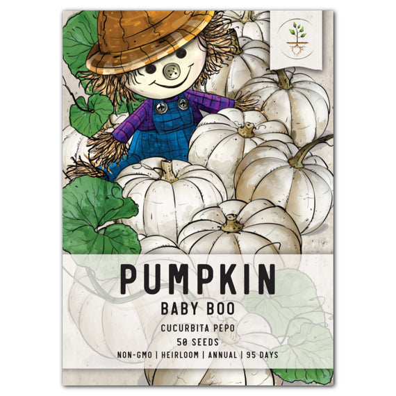 Baby Boo Pumpkin Seeds For Planting (Cucurbita pepo)