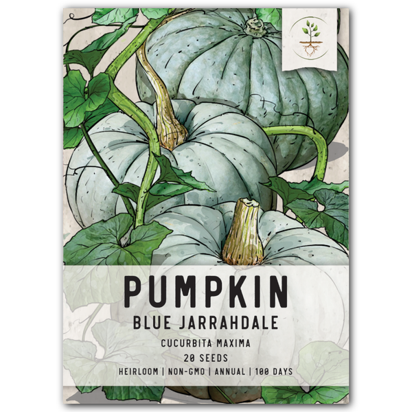 Blue Jarrahdale Pumpkin Seeds For Planting (Cucurbita maxima)