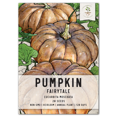 Fairytale Pumpkin Seeds For Planting (Cucurbita moschata)