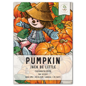 miniature jack be little pumpkin seeds for planting
