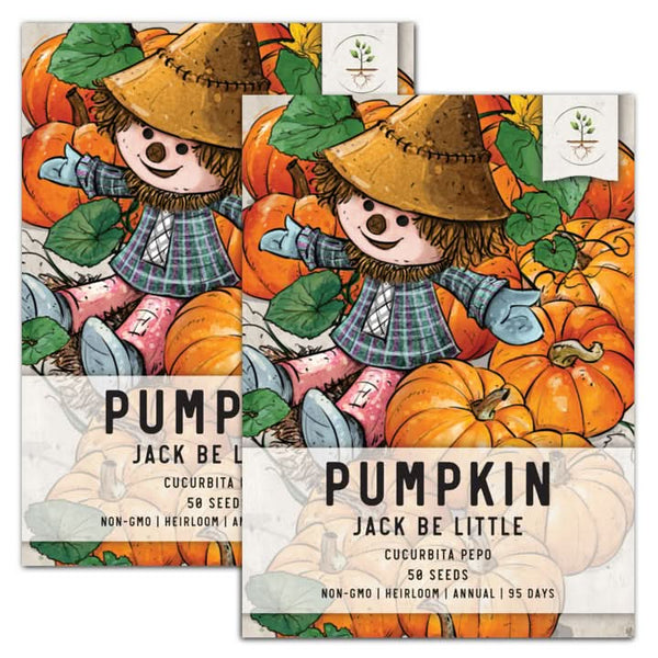 miniature jack be little pumpkin seeds for planting