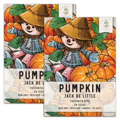 Jack Be Little Pumpkin Seeds For Planting (Cucurbita pepo)