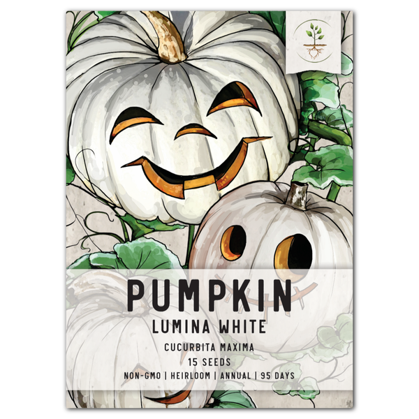 Lumina White Pumpkin Seeds For Planting (Cucurbita maxima)