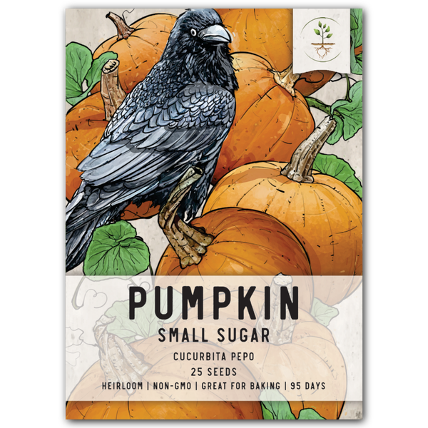Small Sugar Pie Pumpkin Seeds For Planting (Cucurbita pepo)