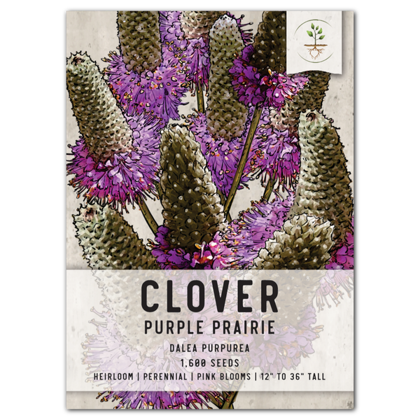 plant clover seed Purple Prairie Clover Seeds For Planting (Dalea purpurea) – Seed Needs LLC