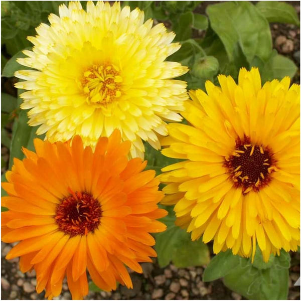 Edible Wildflower Seed Collection