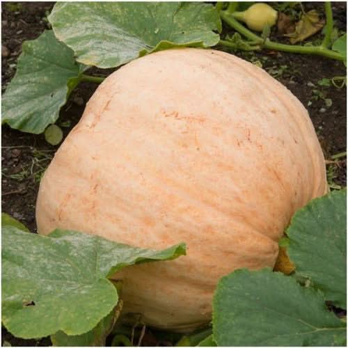 Pacific Giant Pumpkin (Cucurbita maxima)