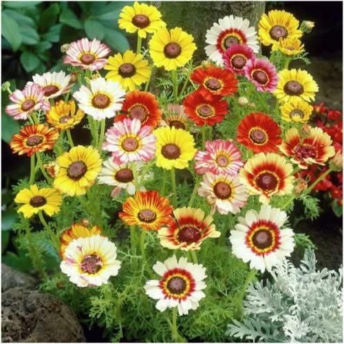 Painted Daisy Seeds For Planting (Chrysanthemum carinatum)