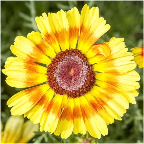 Painted Daisy Seeds For Planting (Chrysanthemum carinatum)