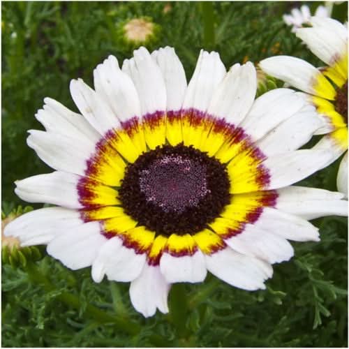 Painted Daisy Seeds For Planting (Chrysanthemum carinatum)