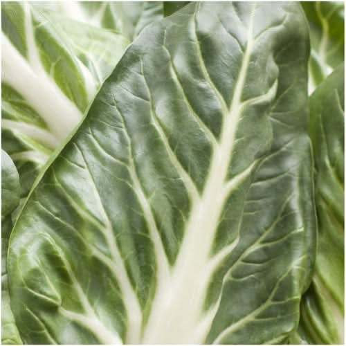 Pak Choi Cabbage